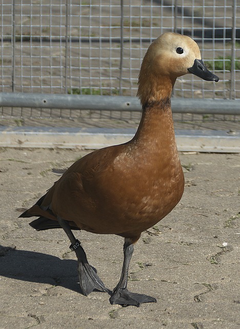 冠联赛葡萄